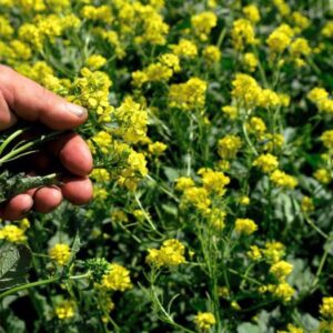 cin kanola ihracatina ek vergi getirdi fXJz4AFL