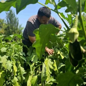 hasan yildizin tarim tutkusu vGikaaTi