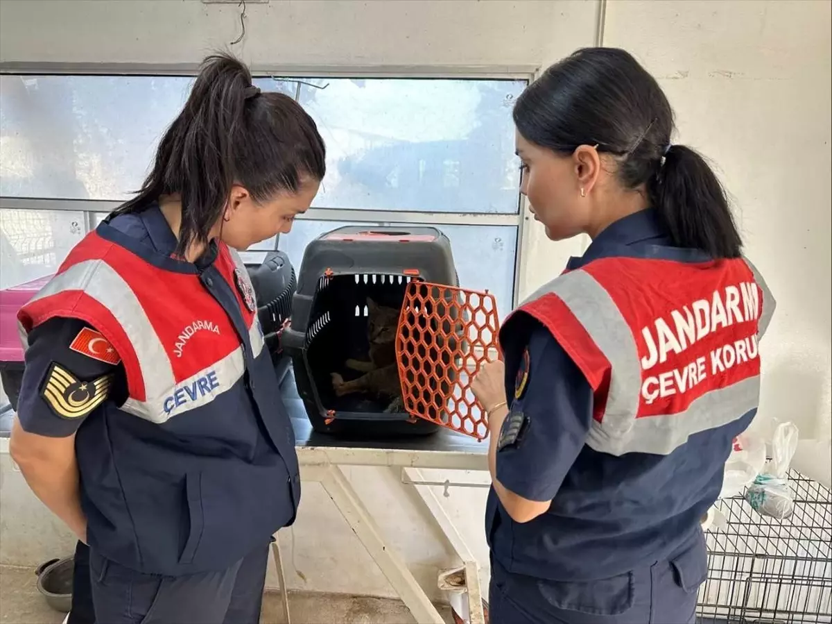 saz kedisi izmire teslim edildi zrMqN3ZH