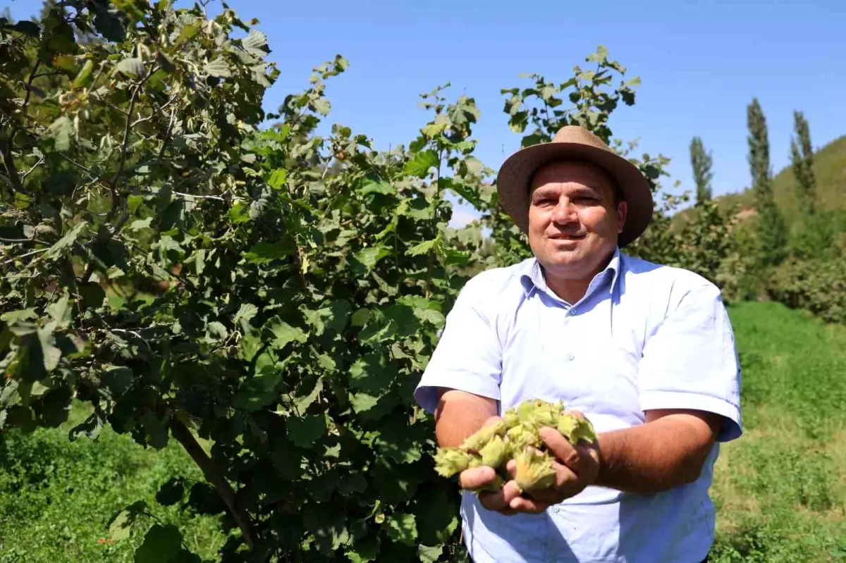 adanada findik hasadi ve ucretsiz fidan dagitimi zDCjp27Y