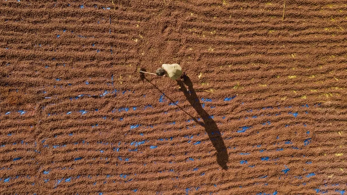 findik ureticileri sebinkarahisari tercih ediyor AfIBjA9d