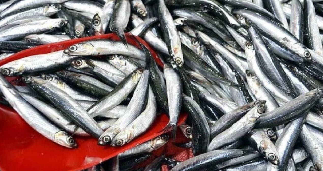 trabzonda hamsi ve istavrit bollugu 150 liradan satisa sunuluyor Ow66Yp4v